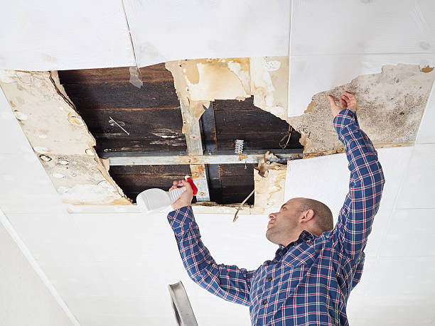 Trusted Blaine, TN Mold Removal Experts